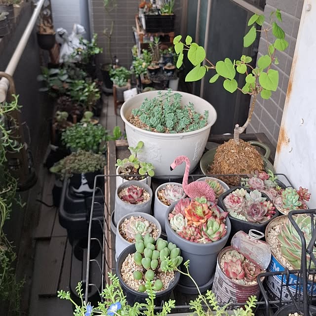 noaさんの実例写真