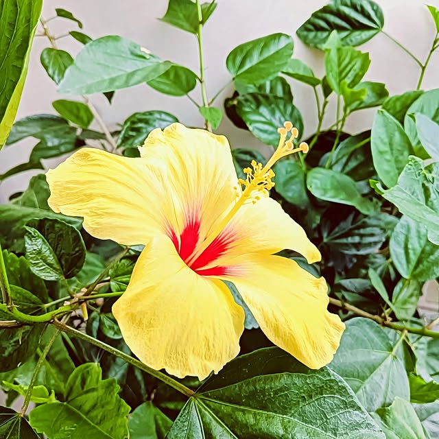 hanachanさんの実例写真