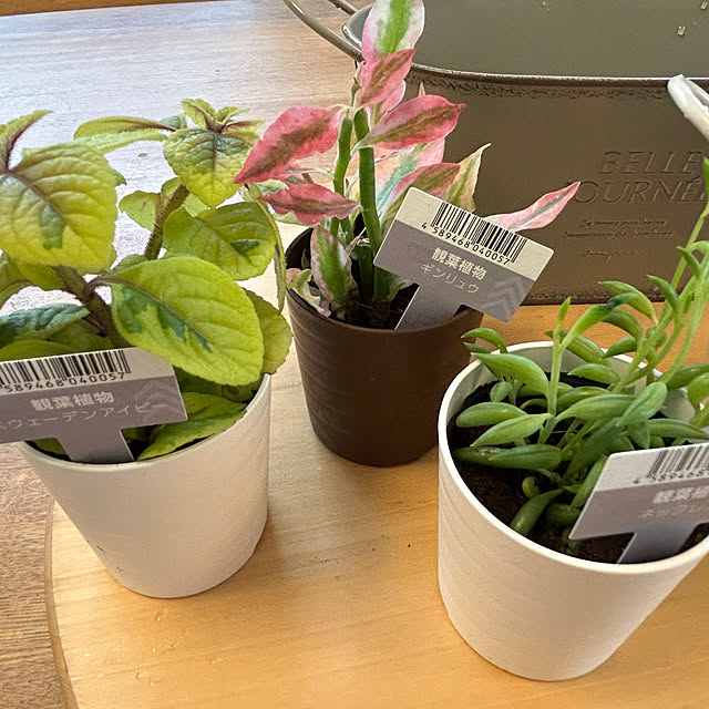 sukkorobiさんの部屋