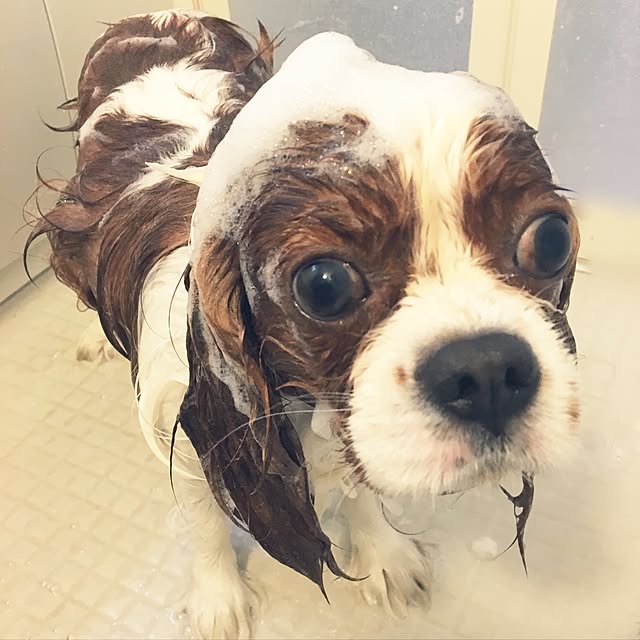 miyaさんの実例写真