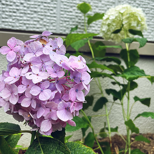 yukarin-gardenさんの部屋