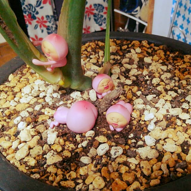 maiさんの実例写真