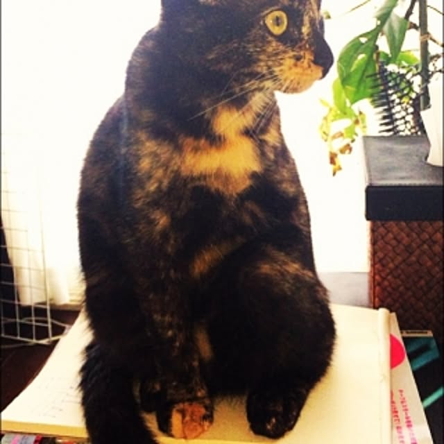 acoさんの実例写真