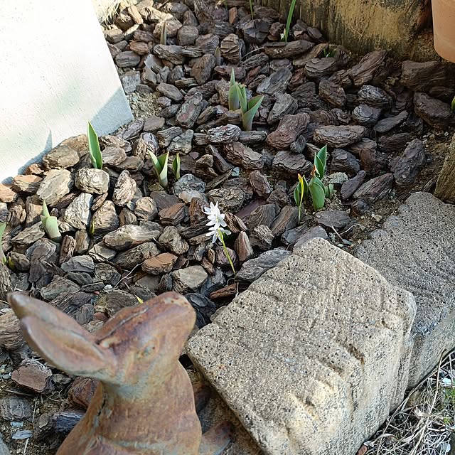 tamachan235さんの実例写真