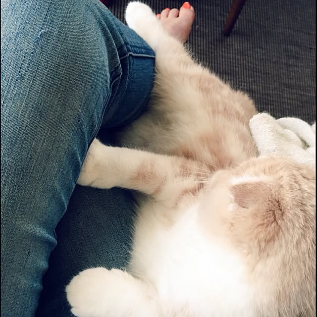 shellyさんの実例写真