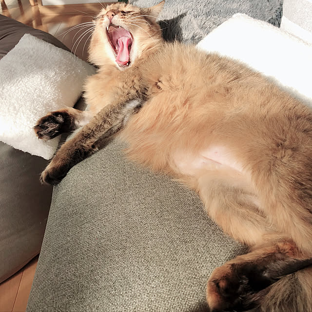 Yumiさんの実例写真