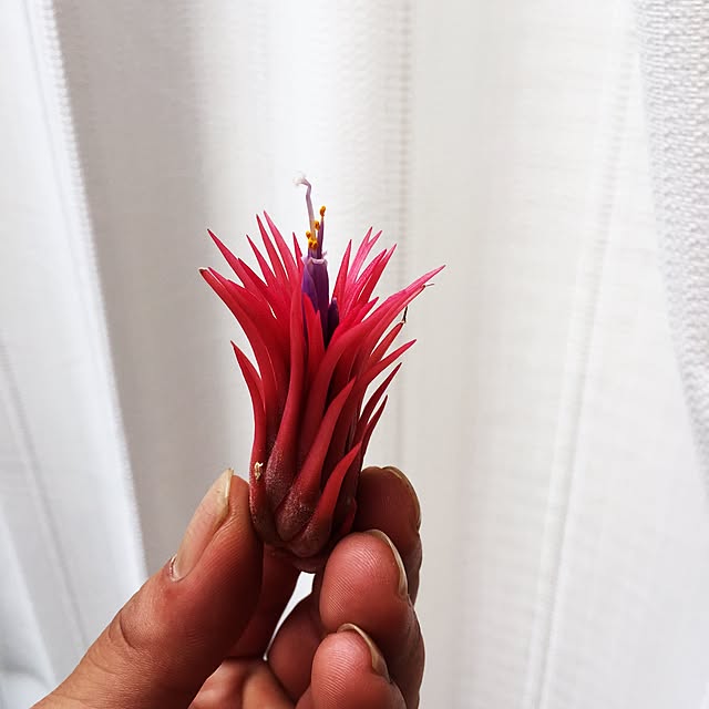 S-Tillandsiaさんの実例写真