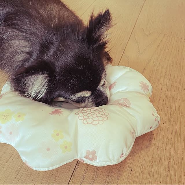 molpieさんの実例写真