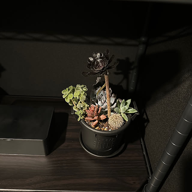 机/多肉植物の寄せ植え/多肉植物/主人の部屋/2.5畳のインテリア実例 - 2024-06-15 21:34:47