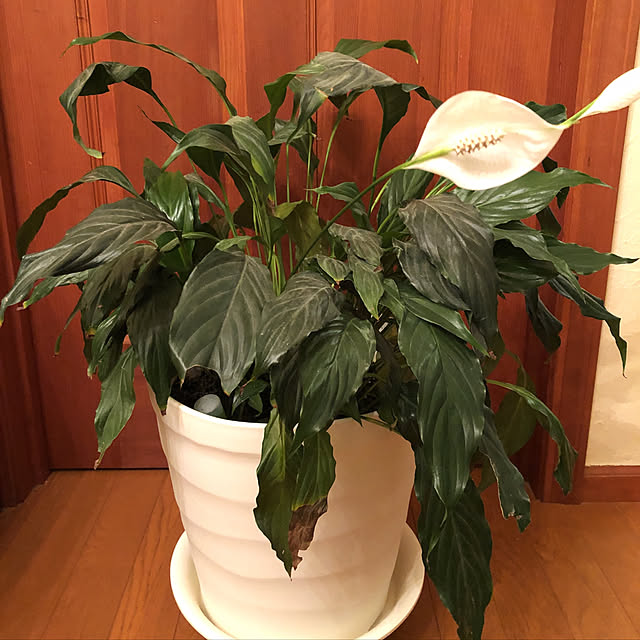 ローラー付きで移動可能/鉢の植え替え/観葉植物のある暮らし/100均/観葉植物大好き...などのインテリア実例 - 2020-06-06 02:34:13
