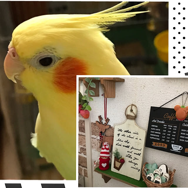kurochanさんの実例写真