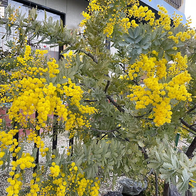 shin0719さんの実例写真