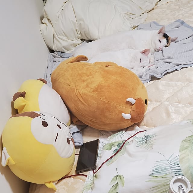 HOTARU.catさんの部屋