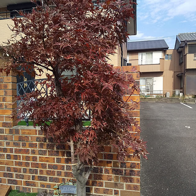 ottikunさんの実例写真