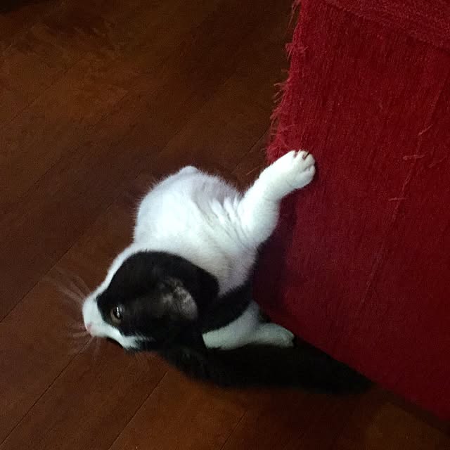 butachanさんの実例写真