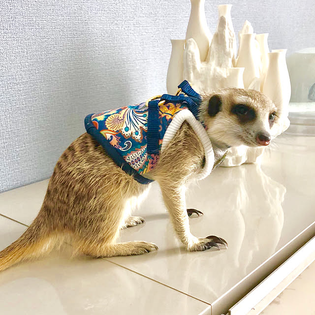 hotaruさんの実例写真