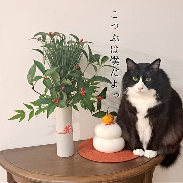 kankanmom_horn_5catsさんの部屋