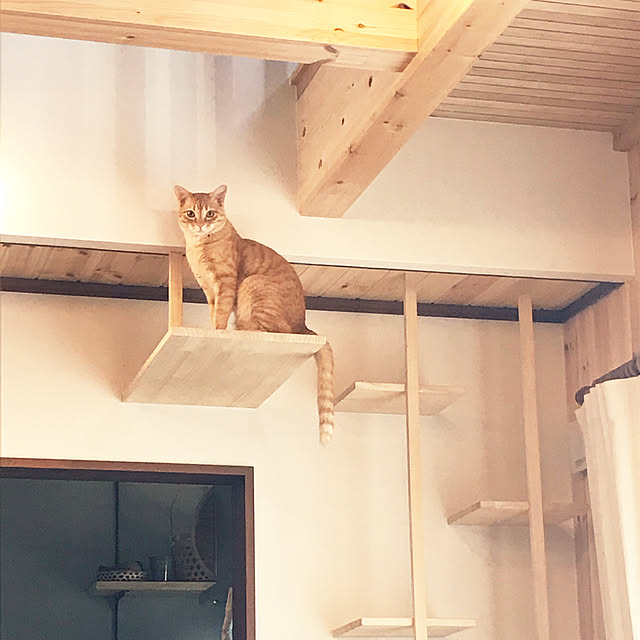 snowさんの実例写真
