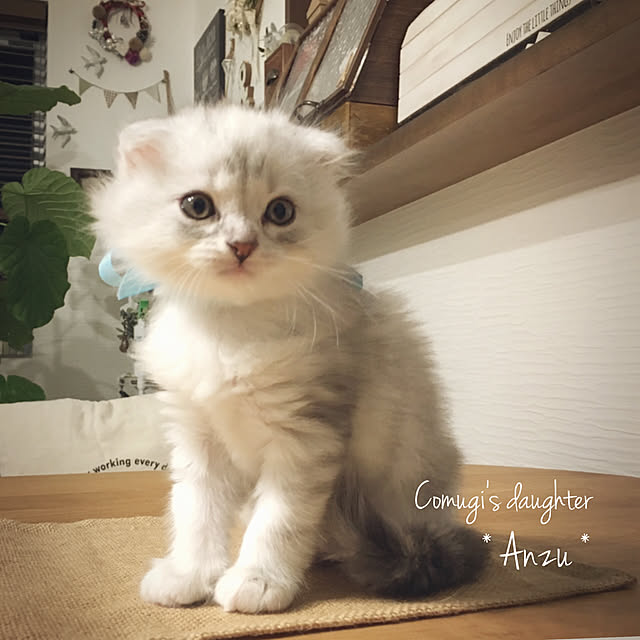 luna.comさんの実例写真