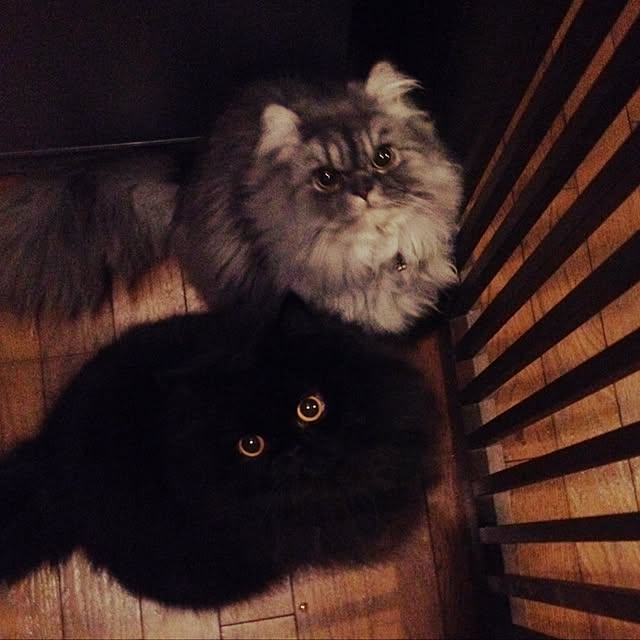 uni0609さんの実例写真