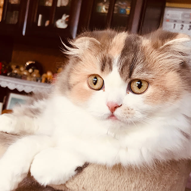 ayakona114さんの実例写真