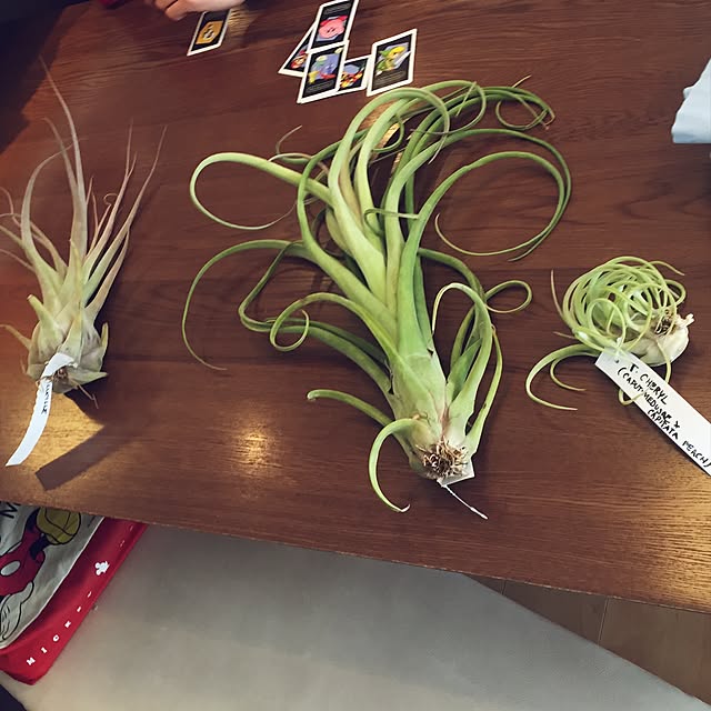 S-Tillandsiaさんの実例写真