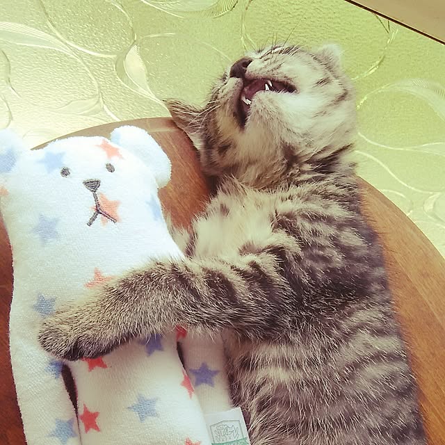 kuromiさんの実例写真