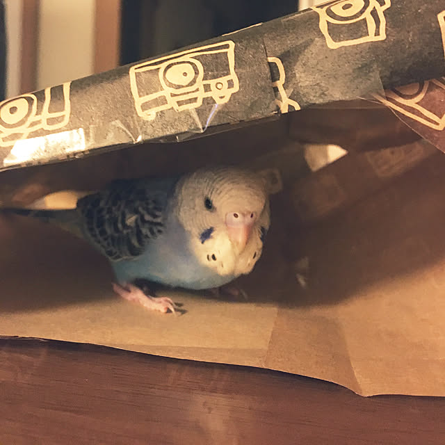ohanaさんの実例写真