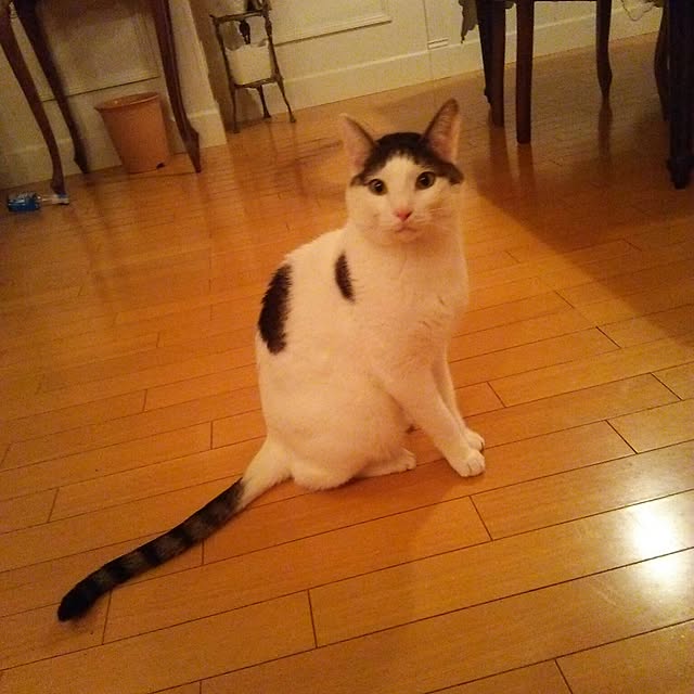 sakuraさんの実例写真