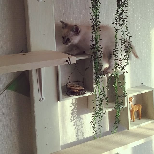 sisimaru1023さんの実例写真