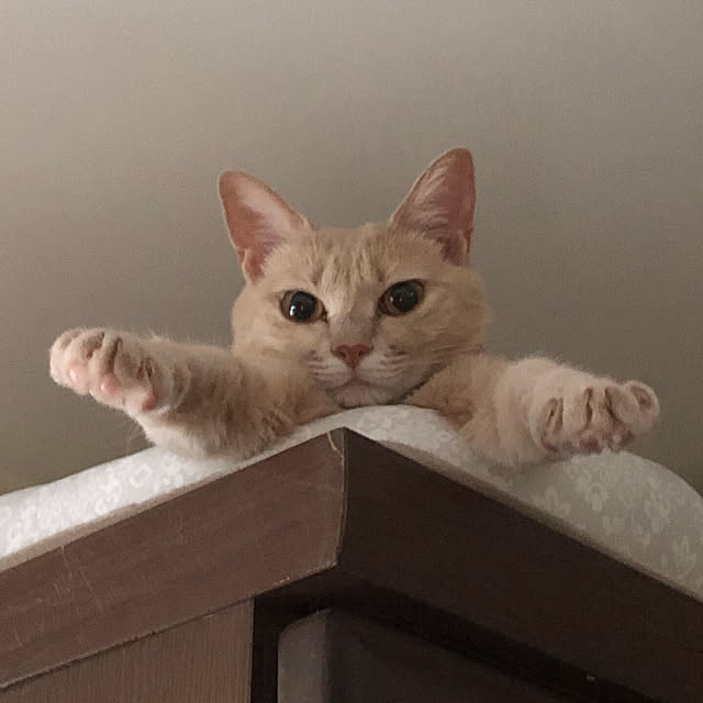 runanoaさんの実例写真