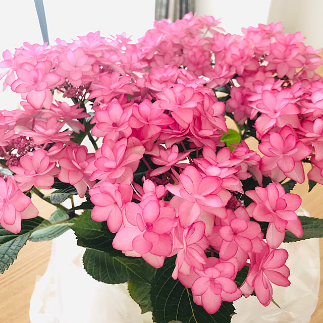 紫陽花ひな祭り/観葉植物/マンション/ペントハウス/棚のインテリア実例 - 2019-06-17 23:08:47