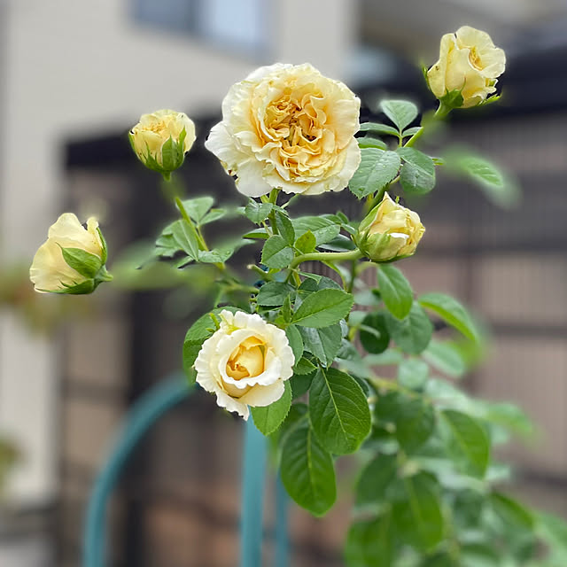 kakoさんの実例写真