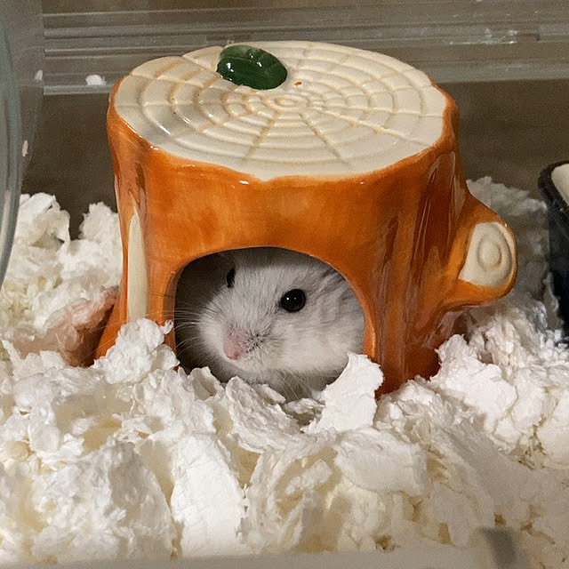 ha_koさんの実例写真