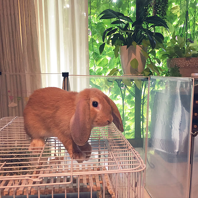 nonさんの実例写真