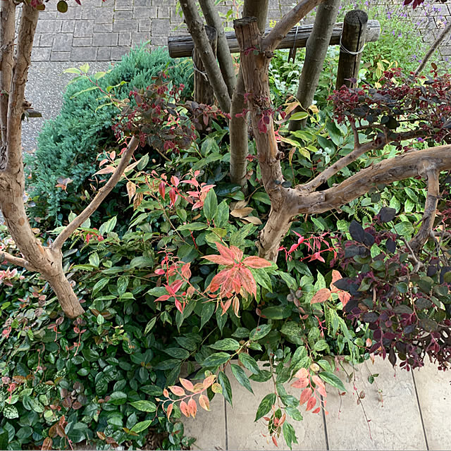 yukarin-gardenさんの実例写真