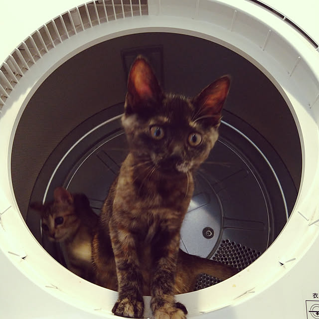 mamekoさんの実例写真