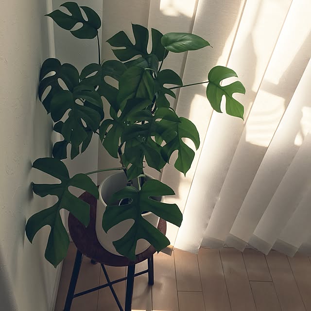mimozaさんの実例写真