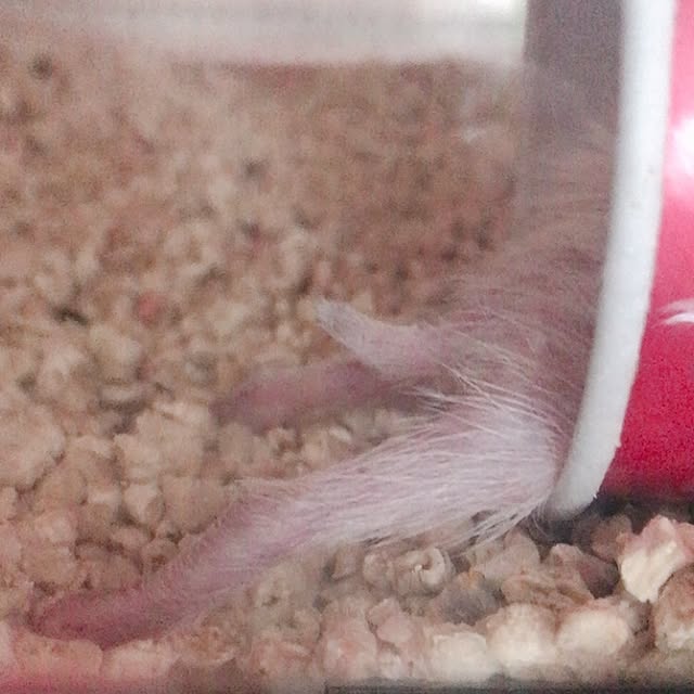 Sarionさんの実例写真