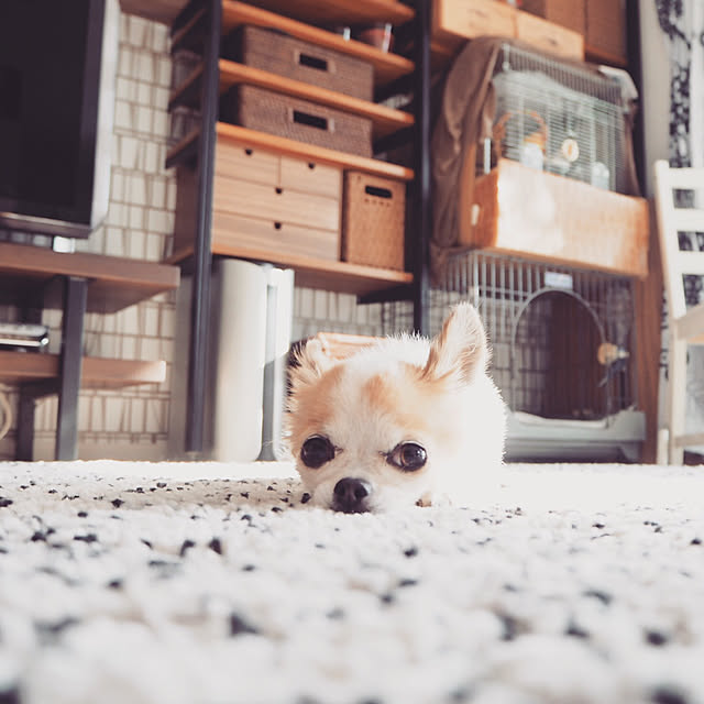 kokohanoさんの実例写真