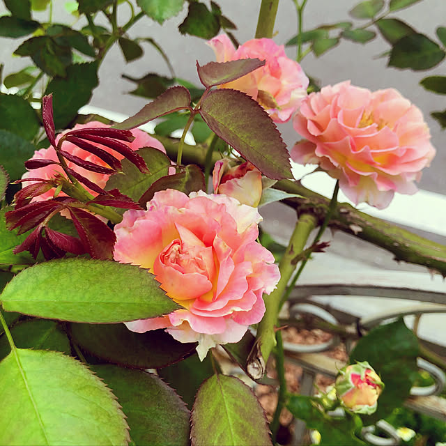 tomoさんの部屋