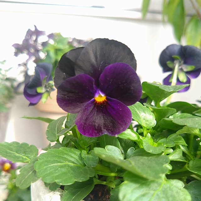 kerochanさんの実例写真