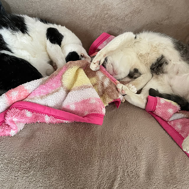 nekosamaさんの部屋