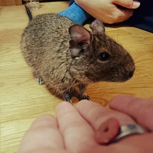 510youさんの実例写真