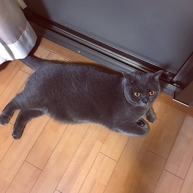 Shojiさんの実例写真