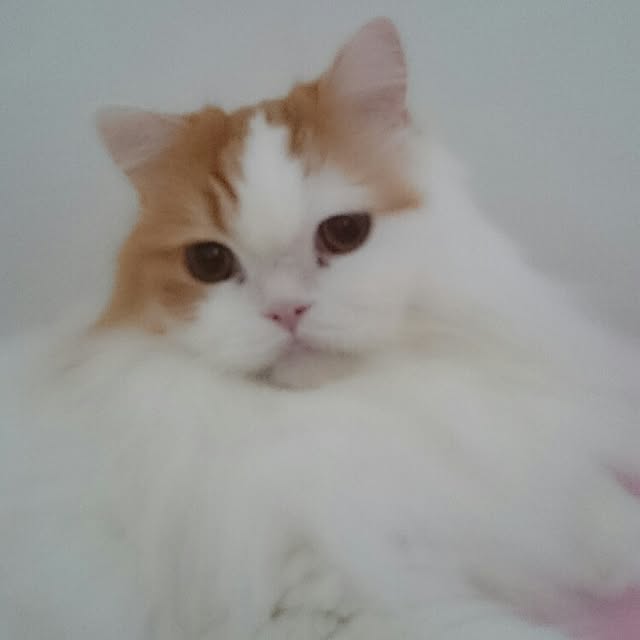 1ldksさんの実例写真