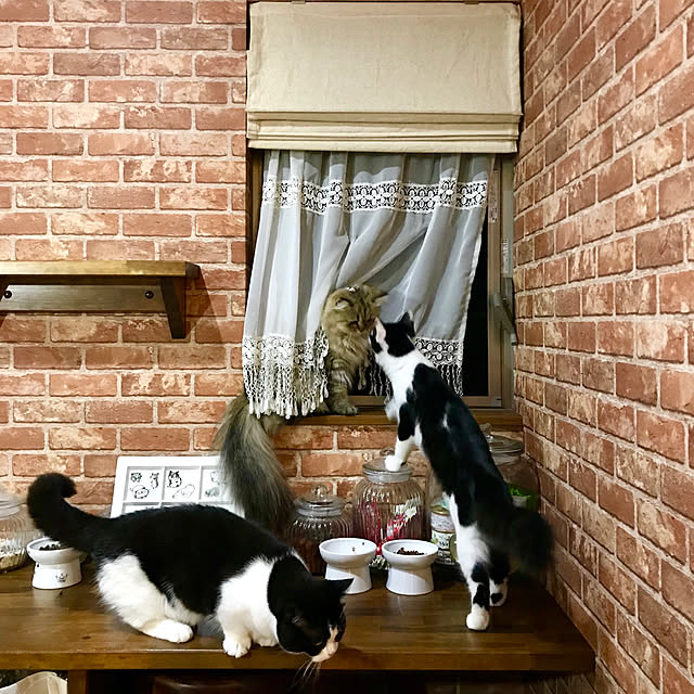 butachanさんの実例写真
