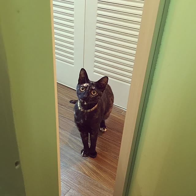 Gouさんの実例写真