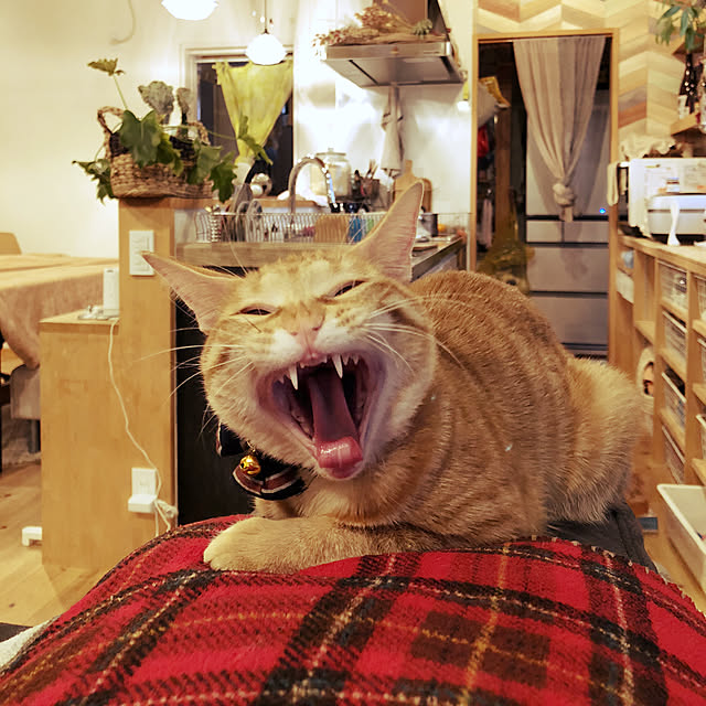takakoさんの実例写真