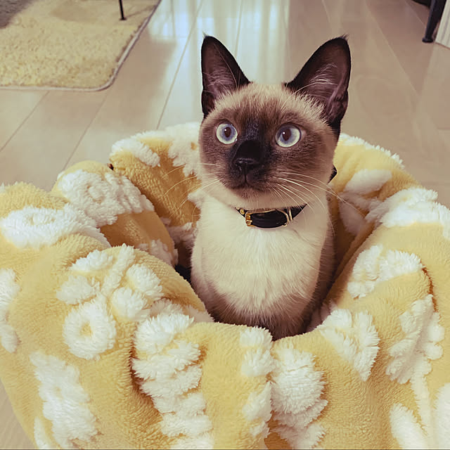 aichinさんの実例写真